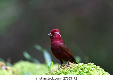 1000 Taiwan Rose Finch Stock Images Photos Vectors - 