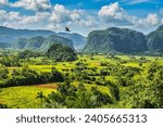 Vinales, Cuba - July 10 2018 : A view of the valley of Viales. Tropical and almost a rain forest. Located within a national park with the same name. A big bird is flying over