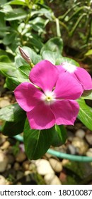 Vinca Cora Cascades Flower And The Plant In A Garden