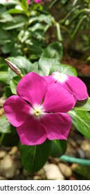 Vinca Cora Cascades Flower And The Plant In A Garden