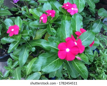 Vinca Flowers Of Varied Color