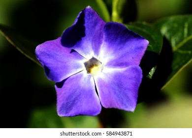 Vinca Major