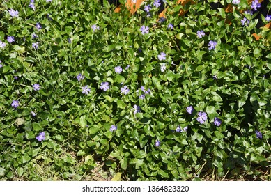 Vinca Major Flowers