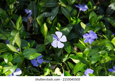 Vinca minor (common names lesser periwinkle, dwarf periwinkle, small periwinkle, common periwinkle) is a species of flowering plant native to central and southern Europe. - Shutterstock ID 2155045505