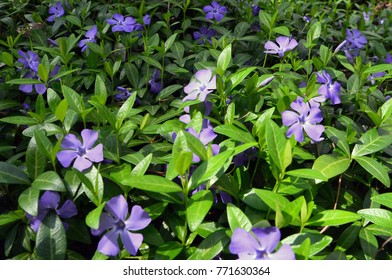 Vinca Minor In The Ground