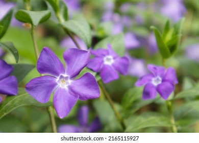 Vinca minor or periwinkle. Violet vinca flowers covering the meadow ground. - Shutterstock ID 2165115927
