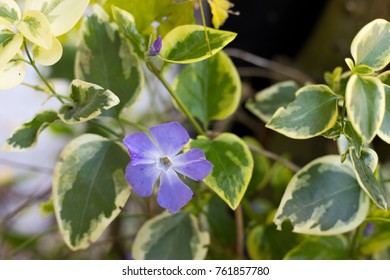 Vinca Variegata Major