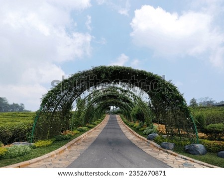 Vine arbor tunnel in the middle of tea garden expanse. Green climbing plants on decorative arched metal tunnel over walkway in public park.
