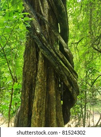 Vine around tree in Thailand forest