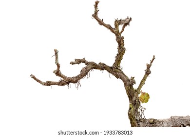 Vine branch isolated on white background