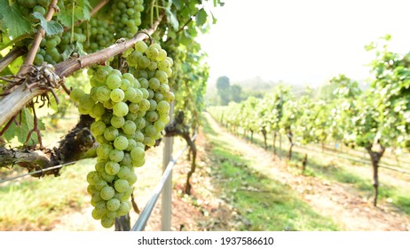 Vine and bunch of white grapes in garden                                                                                                                                                               