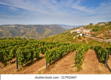 Vine Cultures In The Douro Region, Portugal 