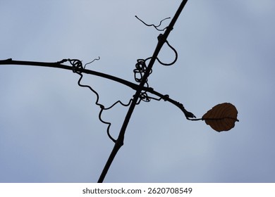 Vine dried twisted single leaf close up sky background