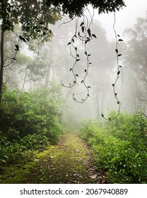 Vine Drop Down Tree Over Pathway Stock Photo 2067940889 | Shutterstock