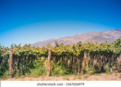 Vine field landscape in Cafayate, Salta, Argentina. - Shutterstock ID 1567656979
