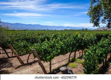 Vine Field Landscape In Cafayate, Salta, Argentina