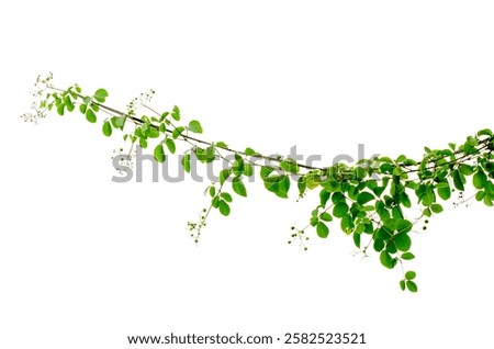 vine frame leaf vine isolates on a white background