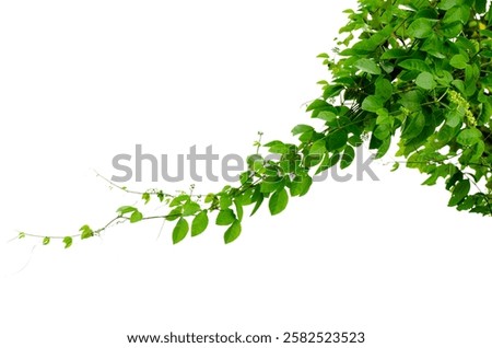 vine frame leaf vine isolates on a white background