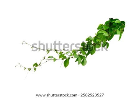 vine frame leaf vine isolates on a white background