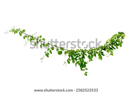 vine frame leaf vine isolates on a white background