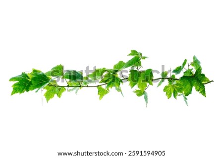 vine frame leaf vine isolates on a white background