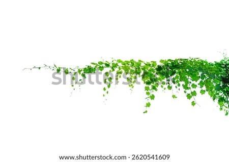 vine frame leaf vine isolates on a white background