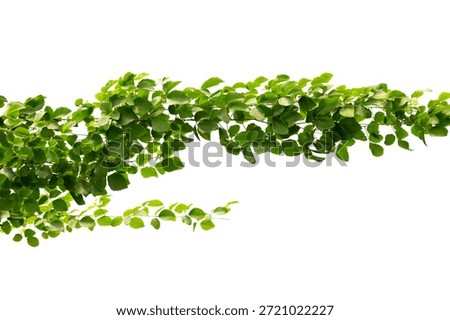 vine frame leaf vine isolates on a white background