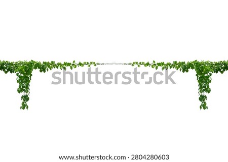 vine frame leaf vine isolates on a white background