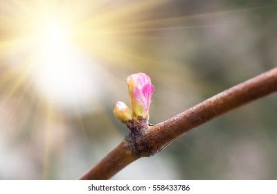 Vine And Grape Buds, Closeup, Spring Natural Background.