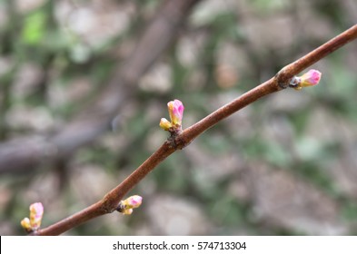 Vine And Grape Buds, Closeup, Spring Natural Background