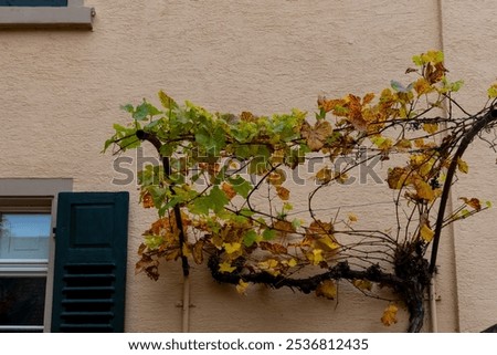 Similar – Image, Stock Photo UT I Only floating is more beautiful I Balcony