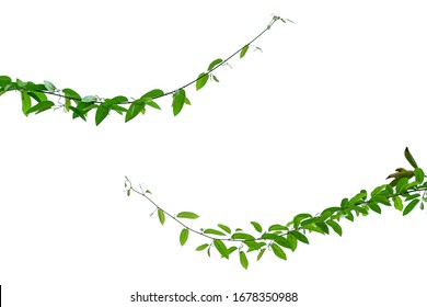 The Vine With Green Leaves Twisted Separately On A White Background.