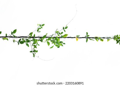 The Vine With Green Leaves Twisted Separately On A White Background.