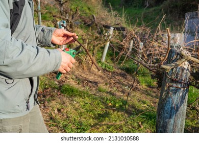 Vine grower cutting branch of wine vine plant. Vine pruning. Copy space. View of the vineyard.