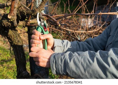 Vine Grower Cutting Branch Wine Vine Stock Photo 2135678341 | Shutterstock