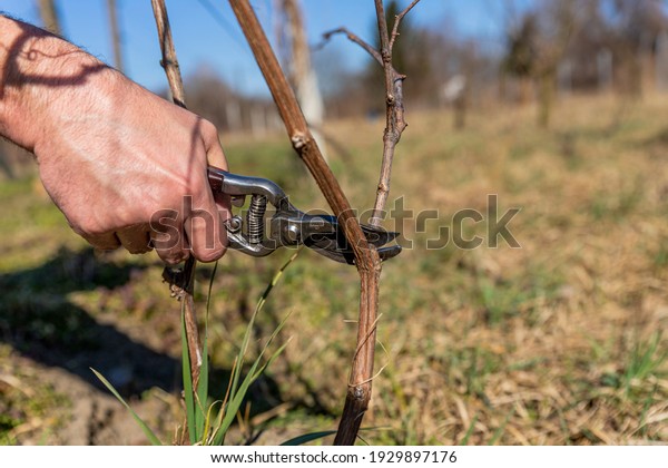 Vine grower hand. Pruning the vineyard with\
professional steel\
scissors