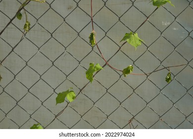 Vine Growing By The Metal Fence