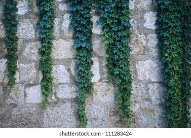 Vine Growing Castle Wall Stock Photo 111283424 