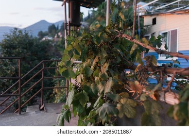 Vine Growing On Veranda Of Private House Near Metal Fence In Mountainous Area In Abkhazia In Sunset Light