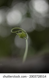 Vine Growing Up Towards The Sky