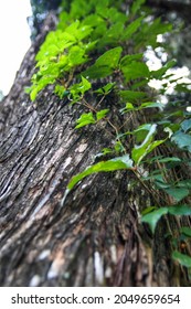 Vine Growing Up The Tree