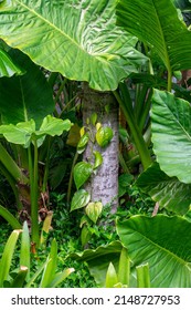 Vine Growing Up Tree Trunk In Garden