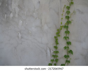 Vine Growing Up A White Painted Concrete Wall