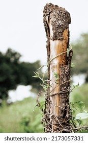 Vine Grows Around The Old Fence Post.