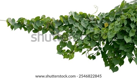 Vine isolated on a white background, there is a vine plant with green branch creeper leaves and liana tropical nature. Clipping path Include.