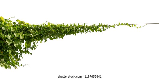 Vine jungle branches hanging. Climber isolated on white background with clipping path included. 