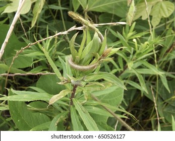 Vine of Kudzu tangled around wild grasses - Shutterstock ID 650526127