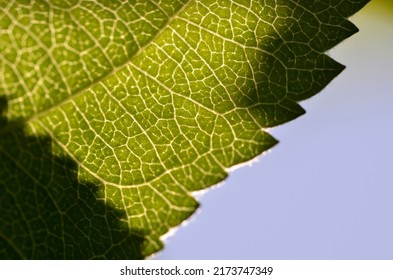 vine leaf structure, innervation, 
view of green leaf under sun light