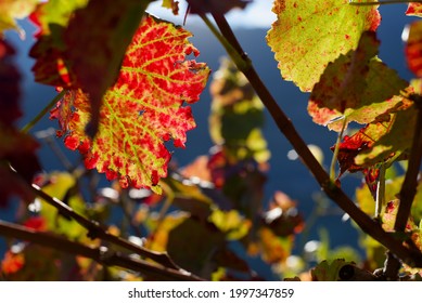 Vine leafs sunset transparency light (Soleil couchant dans les vignes valaisannes)