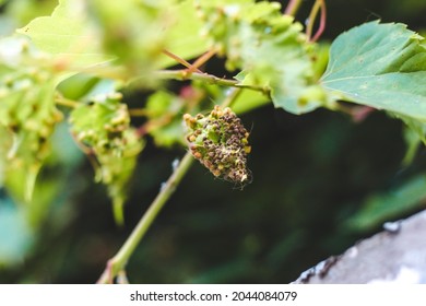 Vine leaves affected by insects from the Phylloxeridae family. Grape phylloxera disease.